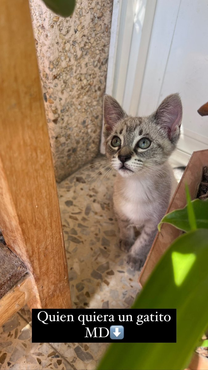 saracasstro's tweet photo. Ayudadme a que encuentren una casita porfis 🥺🫶🏼 https://t.co/8XsglEiWJp