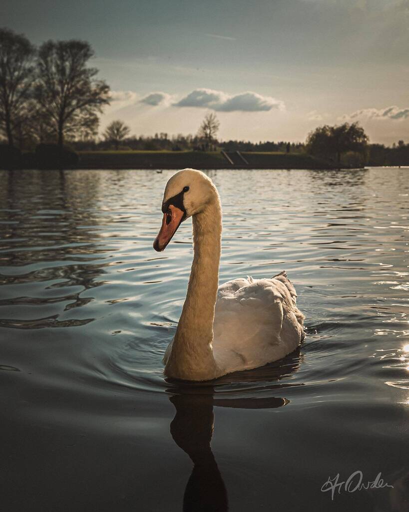 JohnotweetP's tweet photo. Swans 🤍
#scenesfrommk #theparkstrust #swan #muteswan #stoplookingatmeswan #sunlight #reflectedlight #birdlife #ukbirds #uk #capturingbritain #ccexploremore #raw_allnature #raw_community_member #lakelife #lakeview #miltonkeynes #destinationmk #totalmk https://t.co/S6SxzzIuxJ https://t.co/w202UFOPXz