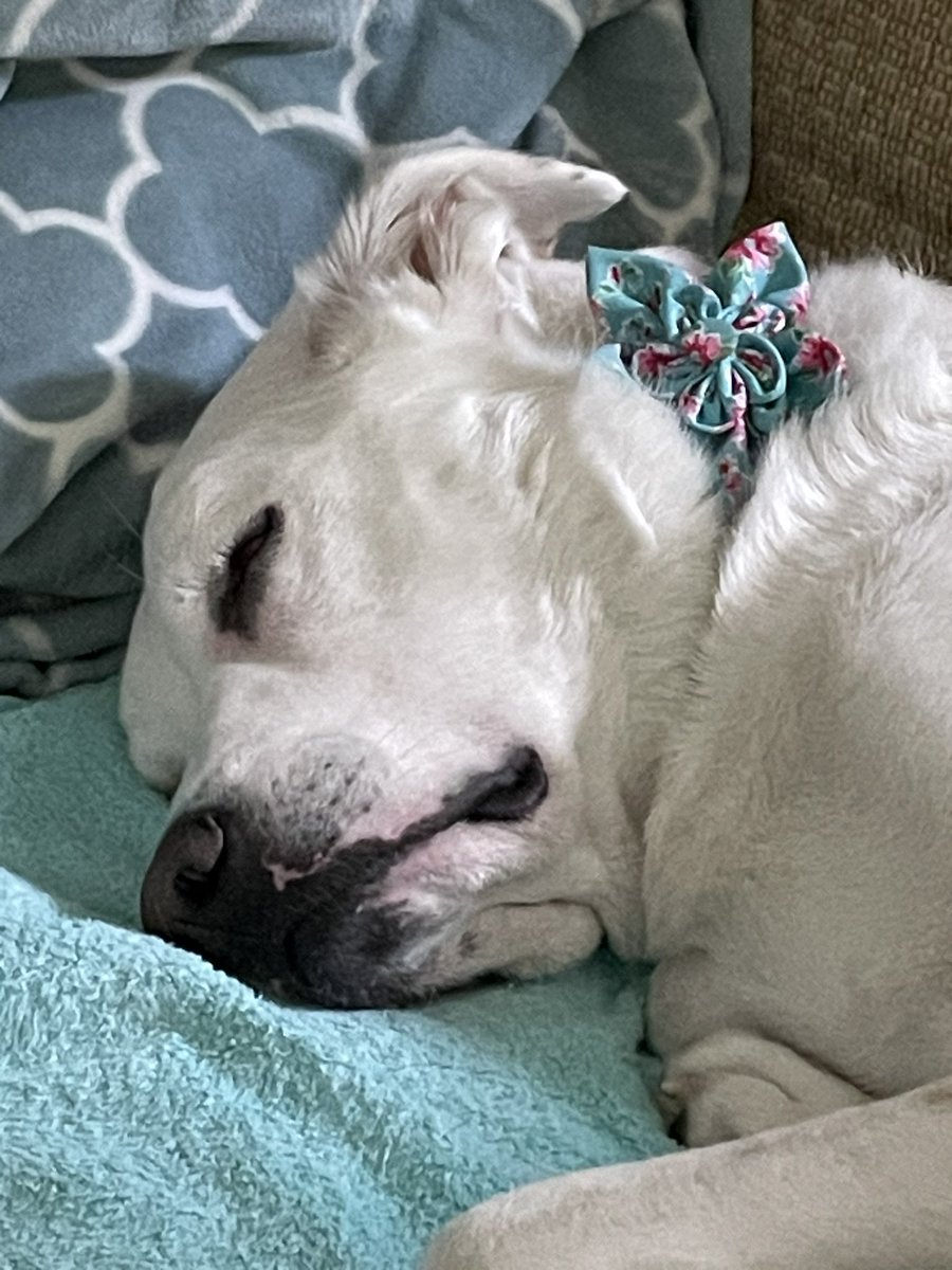 Piper has had a very tough and long week and is getting some much needed rest.  She’s been amazing and helped a lot of good people this week.   #OfficerWellness
#mindfulness
#resiliency
#optimism
#rescuedogs
#servicedogs
#therapydogs
#firstresponders
#VSP
#VirginiaStatePolice
