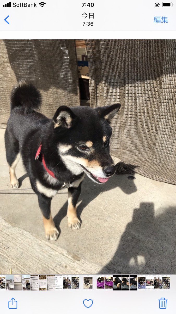 emi_h1215's tweet photo. 群馬県みどり市笠懸町阿佐美付近にて4月22日(土)の朝方から行方不明になっている赤い首輪が特徴の黒色の柴犬(ひめちゃん)を探しています。
見かけた方や保護された方は画像内の連絡先までご連絡をお願いします。

 #拡散希望RTご協力お願い致します 
#迷子犬
#迷子柴 https://t.co/LN3JfhMzXc