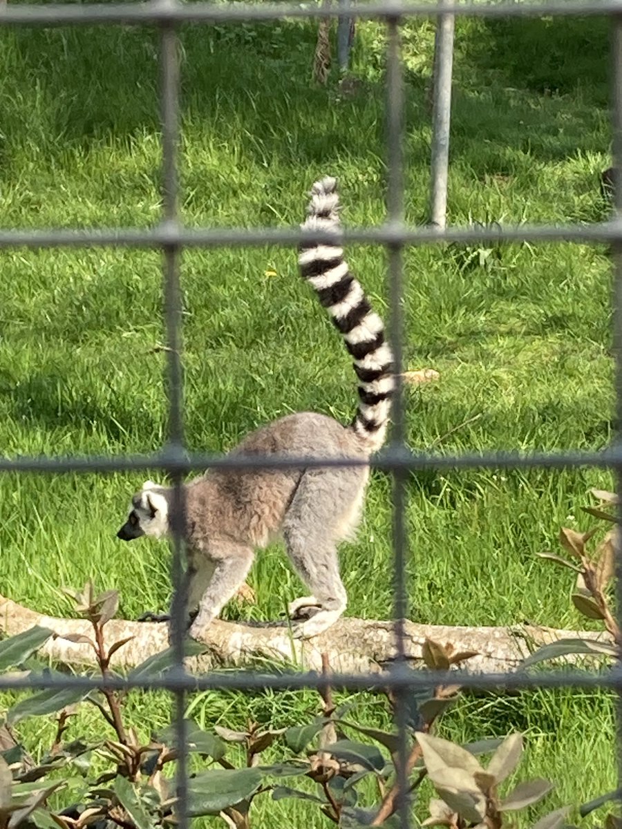 HilaryBurrage's tweet photo. Earth Day

Golders Hill Children’s (free) Zoo
#HampsteadHeath, London https://t.co/Oby8vN7rHi
