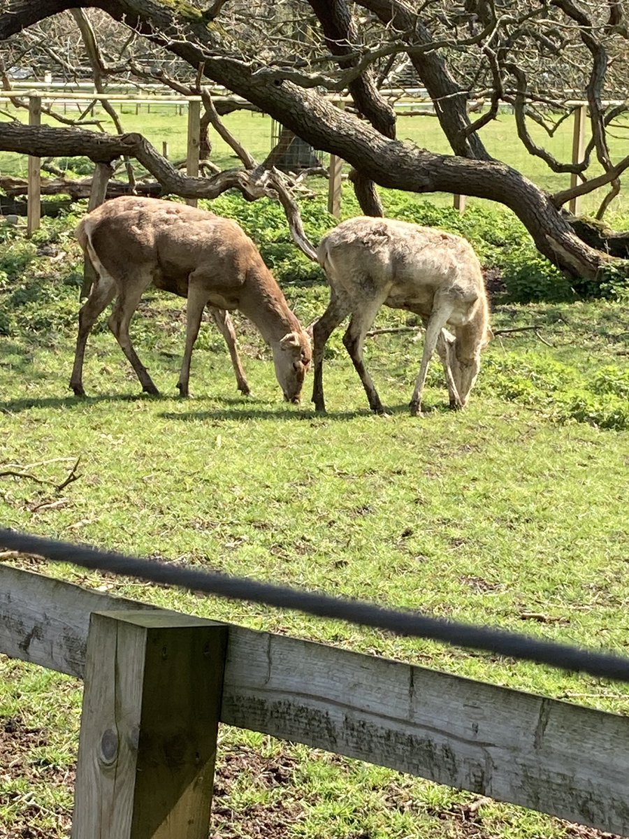 HilaryBurrage's tweet photo. Earth Day

Golders Hill Children’s (free) Zoo
#HampsteadHeath, London https://t.co/Oby8vN7rHi
