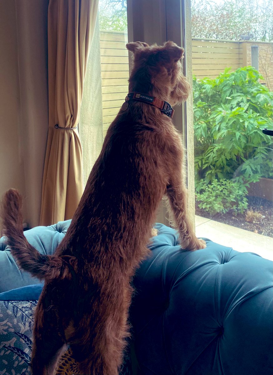 IrishTerrier's tweet photo. Cheek of it - can you spot the littler interloper? #squizzer #dogsoftwitter 🐾 https://t.co/m7KNRpgA3y