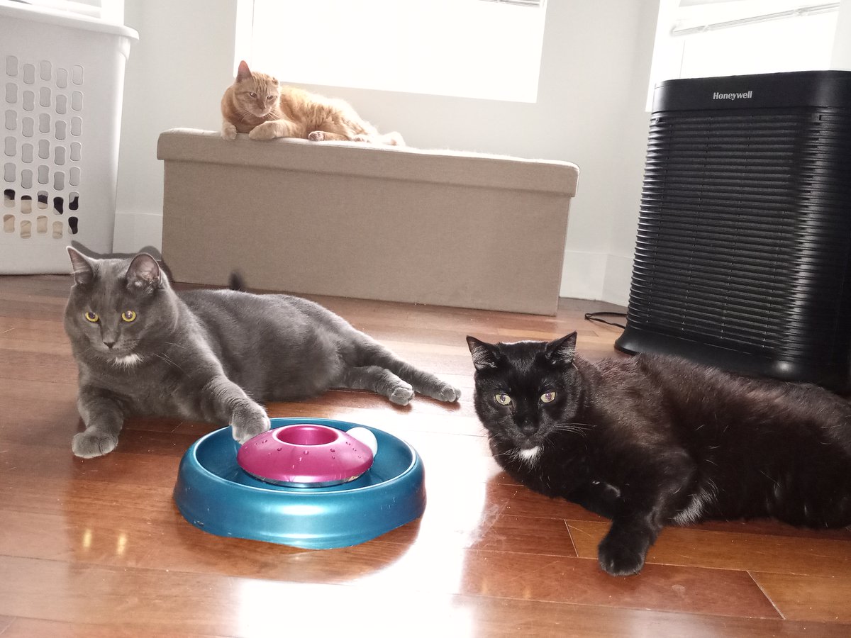 BuckyKatt's tweet photo. Happy #Caturday from that hot new all-feline indie rock band. #CatsOfTwitter #jerseycats #CatsofNewJersey #petsitting #AdventuresinPetsitting https://t.co/3AvdJ6Phsg