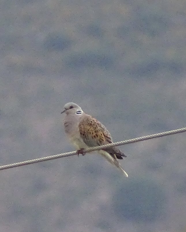 ToursWinkel's tweet photo. So many highlights today including Egyptian vulture, lesser kestrel and Orphean Warbler. But we started early with this beauty before 8am, even got the guests out of bed to see it https://t.co/RpJTqqLngK