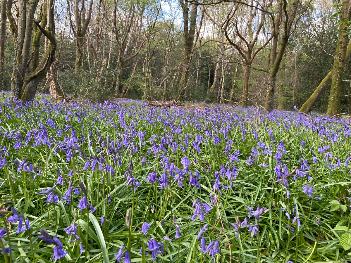 MFeriaTinta's tweet photo. Carpets of bluebells and my first nightingale song today #WildFlowers #Nightingale #EbernoeCommon #Sussex https://t.co/U454ZQ8Fij