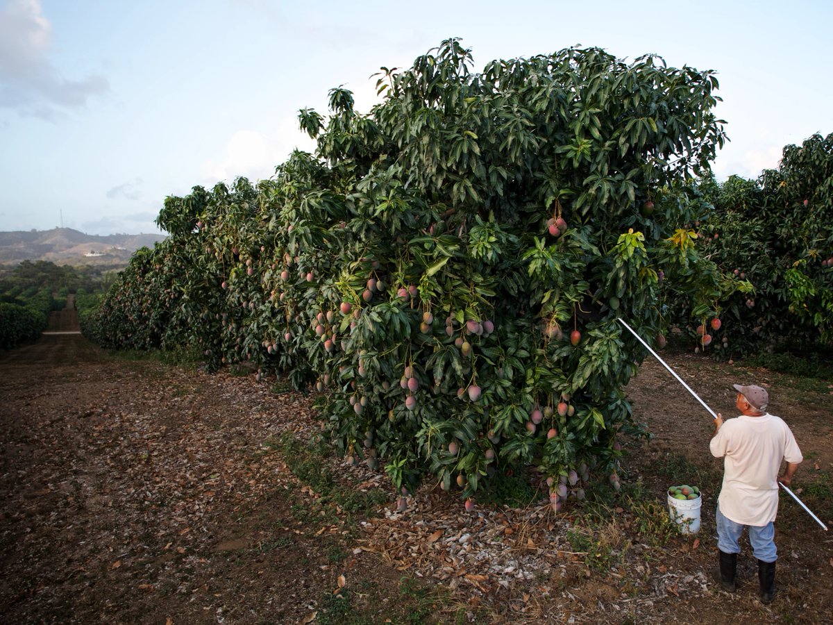 Mango_Board's tweet photo. Happy Earth Day! Did you know the leftovers after eating a delicious mango, like the seed and peel, can be composted? When they break down, those scraps help enrich your gardens, and even grow another mango tree. 🌎 🥭
Here's how: https://t.co/luLv2hwGQH
#Mmmango #Mango #Mangos https://t.co/KrlI7LdQWO