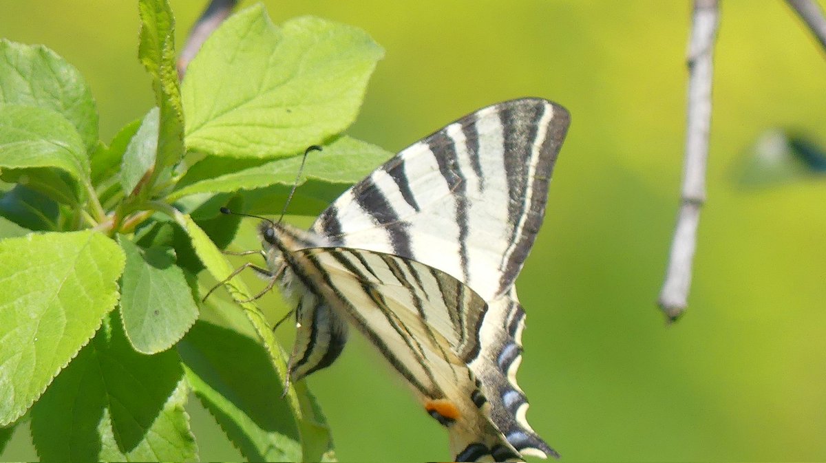 annelovesbutton's tweet image. Scarce Swallowtail butterfly ovipositing on a quince tree in Central Corfu
#iphiclidespodalirius