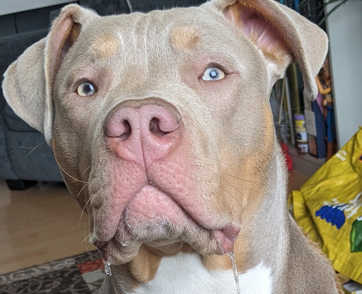 Lei_Neverland's tweet photo. He was trying his hardest 2 not let me see him looking at me eating a biscuit ... Drool gave it away!
This kid drools everywhere, thick slobby slob drool 🤢
#BullyLife #7Months #Toddler #5Stone #Chaos https://t.co/Jrurp7WTVA