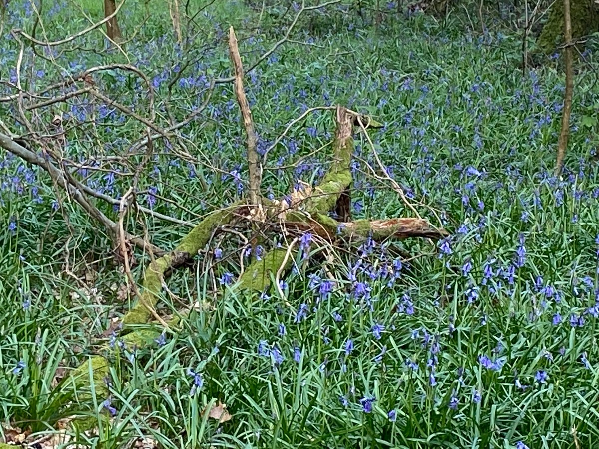MFeriaTinta's tweet photo. Carpets of bluebells and my first nightingale song today #WildFlowers #Nightingale #EbernoeCommon #Sussex https://t.co/U454ZQ8Fij