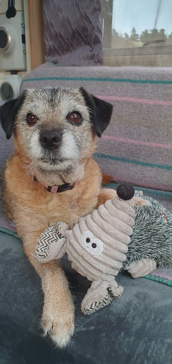 HWicket's tweet photo. @MrSebBT #BTPosse #BFF #caravanlife #Bogle sez Fank yoo! fank yoo! fank yoo! #SebMouse iz da bestest pal eva! Not a Van if it isn't a #SebMouse van. Speshul toy from speshul #BTPosse peeps πππ https://t.co/o9jWpf6rYm