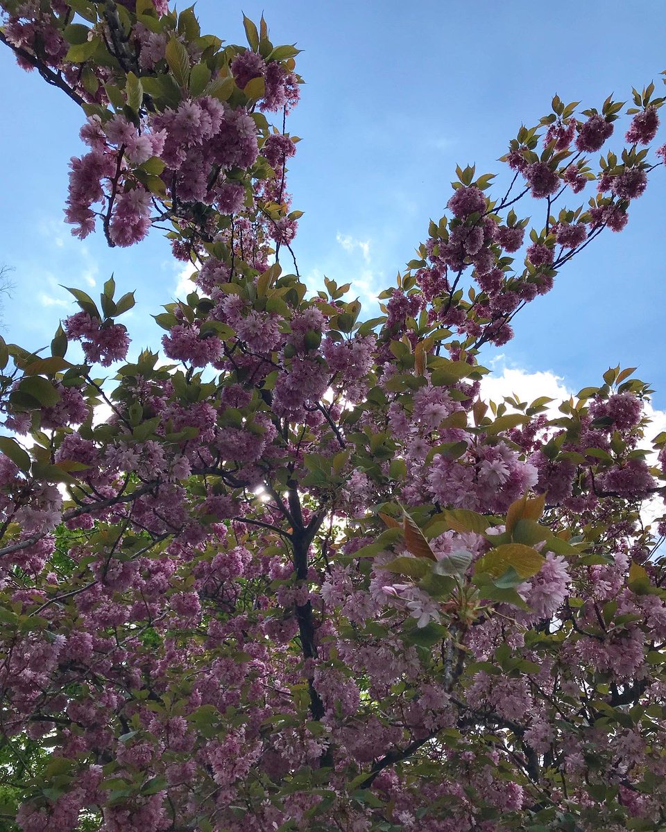 JSzonjaa's tweet photo. #TelekomVivicittá 💖 #running 🏃🏼‍♀️ #sunnyday 🌞 #happiness 💐 #flowers https://t.co/HCwTyhxTA5