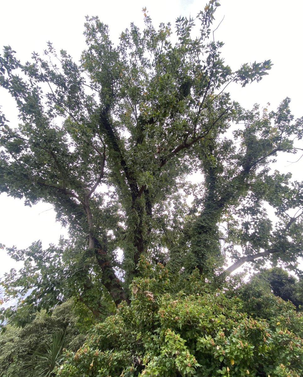 prodbyrision's tweet photo. Siempre floreciendo 🌿✨ #natureisart #spirituality #lawofone https://t.co/ljCML6BMDV