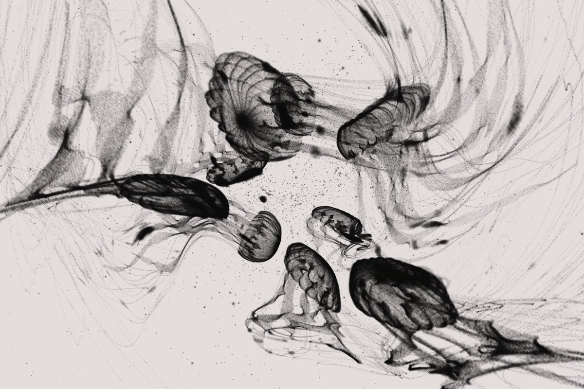 ClubcLeafa's tweet photo. As if I'm watching a poetic art performance by a group of beautiful dancers. I'm mismerized.

Great job @s_r_r_z_ 
@CassonTrenor 

#TurtleVision #creativecoding #fxhash #generativeart https://t.co/iCzoFKmsMb