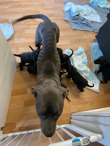 AdoptionsUk's tweet photo. @BPM93903833 @EverHopeful13 I would be interested in hearing from any one that has started a petition before. 
I'd like to see the big rescues speaking out about the huge numbers of legal and illegal breeders in the UK
@DogsTrust @RSPCA_official @CatsProtection @BlueCrossPA @Battersea_ @Conservatives https://t.co/lV6UoErKIU