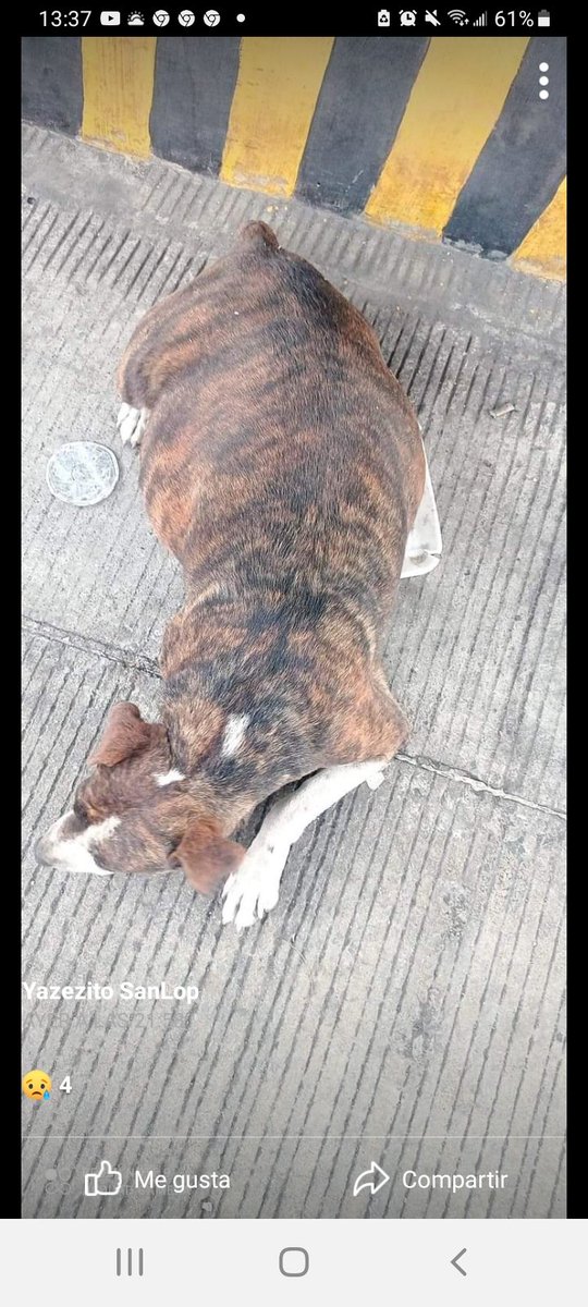 M1llonDe's tweet photo. #CierreTotal #CentroDeMuerteYTorturaAntirrabicoAragon @cetramcdmx MANDO ASESINAR A GÜERA Y DOS LOMITOS MÁS, sin presupuesto y barbitúricos COMO LA ASESINARON? @1pantonio @JUSTICIANIMA @GLORIABERNARDI1 @nydiacervera @UribeMerle @AztecaNoticias #NoVotesPorPoliticosProMuerte https://t.co/Z4w5bE8xXB