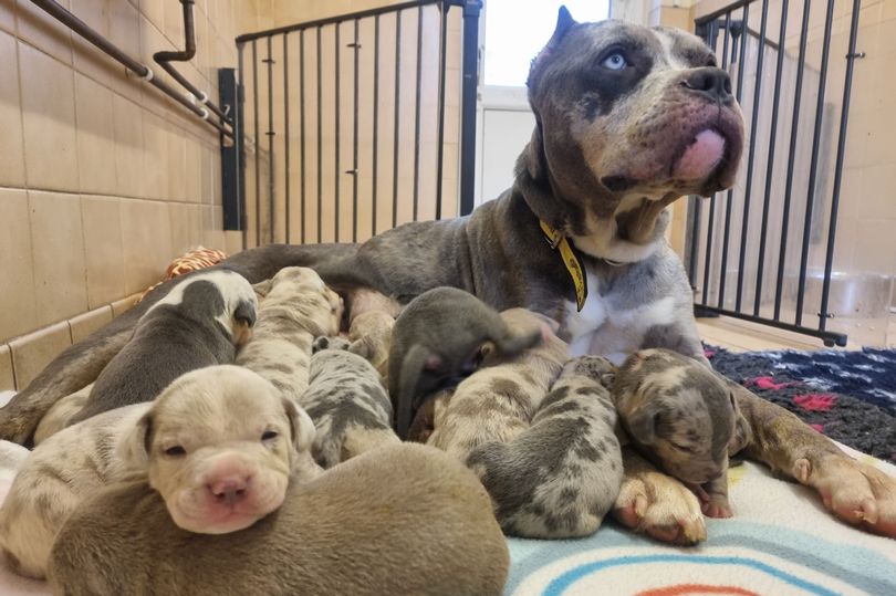 AdoptionsUk's tweet photo. @BPM93903833 @EverHopeful13 I would be interested in hearing from any one that has started a petition before. 
I'd like to see the big rescues speaking out about the huge numbers of legal and illegal breeders in the UK
@DogsTrust @RSPCA_official @CatsProtection @BlueCrossPA @Battersea_ @Conservatives https://t.co/lV6UoErKIU