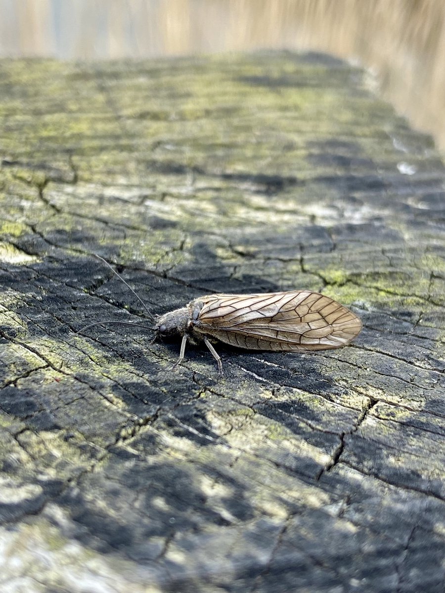 DavidR4Nature's tweet image. So many Alder Flies 🪰 about today, I lost count. 

#insectphoto #natureupclose