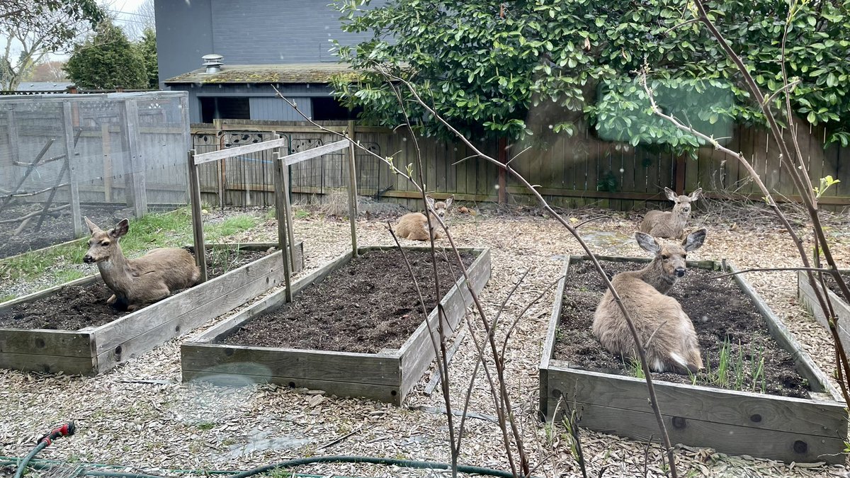 Ryan Dicks tweet media