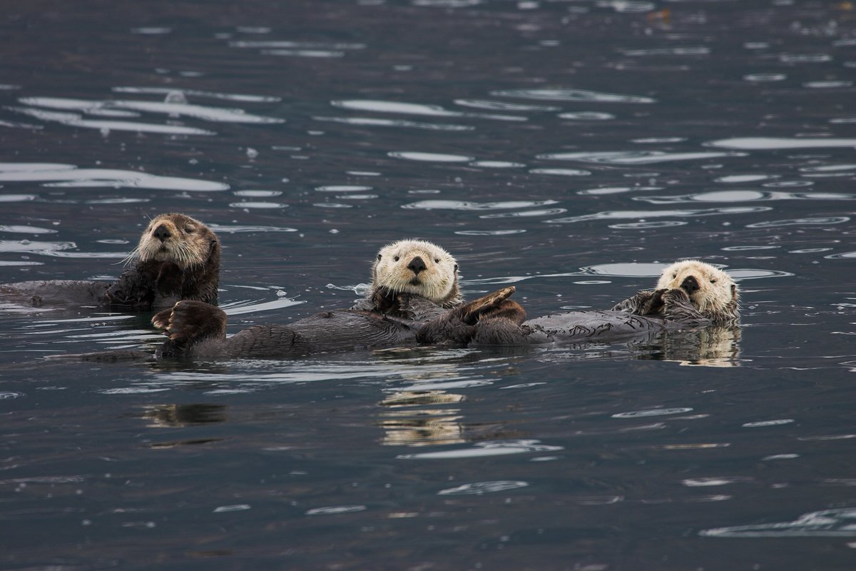 StanStephensAK's tweet photo. Happy #EarthDay! 🌎 🌊  We’re so thankful to join these otters in calling the beautiful state of Alaska our home! #StanStephensCruises https://t.co/U6Nb0wYwB0