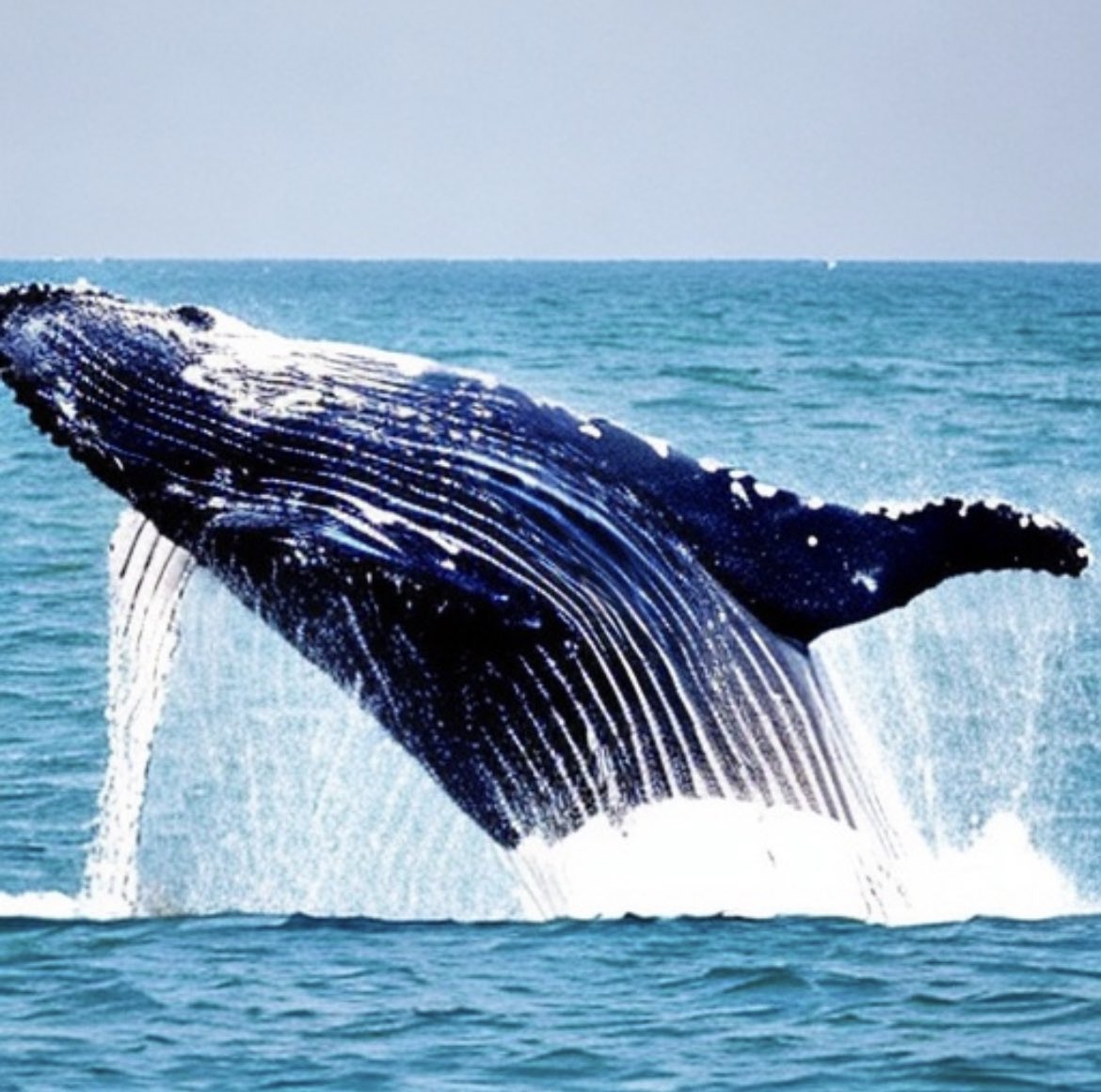 Environ 2,9 millions d'espèces sont présentes sur Terre, mais plus d'un million sont menacées d'extinction. #JourDeLaTerre #Biodiversité Source : IPBES, "Évaluation mondiale de la biodiversité et des services écosystémiques", 2019