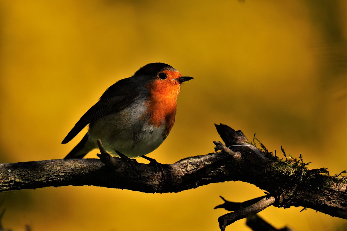 WildlandFocus's tweet photo. Regal Robin 

#NaturePhotography 
#macrohour #birdphotography #ThePhotoHour https://t.co/moccl6Fnr3