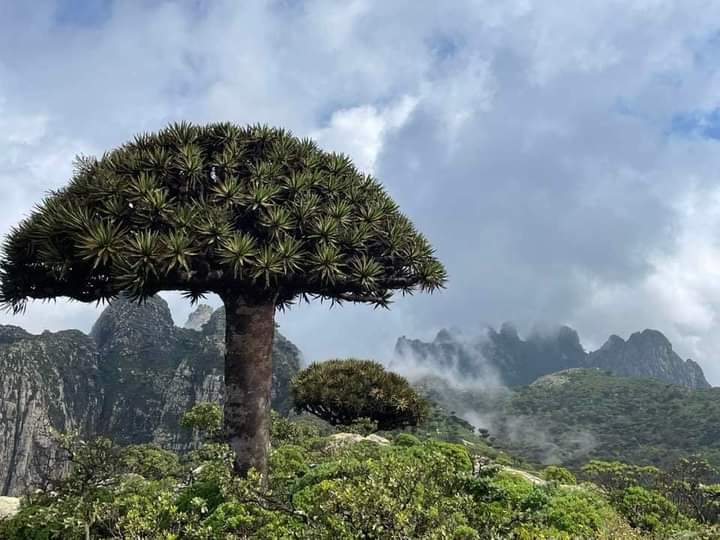 Aa702Ali's tweet photo. Chance to join us for a walk in the clouds? The view from this mist- View hilltop at Higher Mountain in Socotra island, overlooking the green woods and the is simply breathtaking.
https://t.co/meLzGab303 https://t.co/U1BlLzSHcx