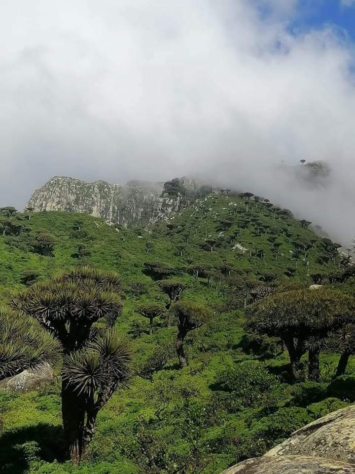 Aa702Ali's tweet photo. Chance to join us for a walk in the clouds? The view from this mist- View hilltop at Higher Mountain in Socotra island, overlooking the green woods and the is simply breathtaking.
https://t.co/meLzGab303 https://t.co/U1BlLzSHcx