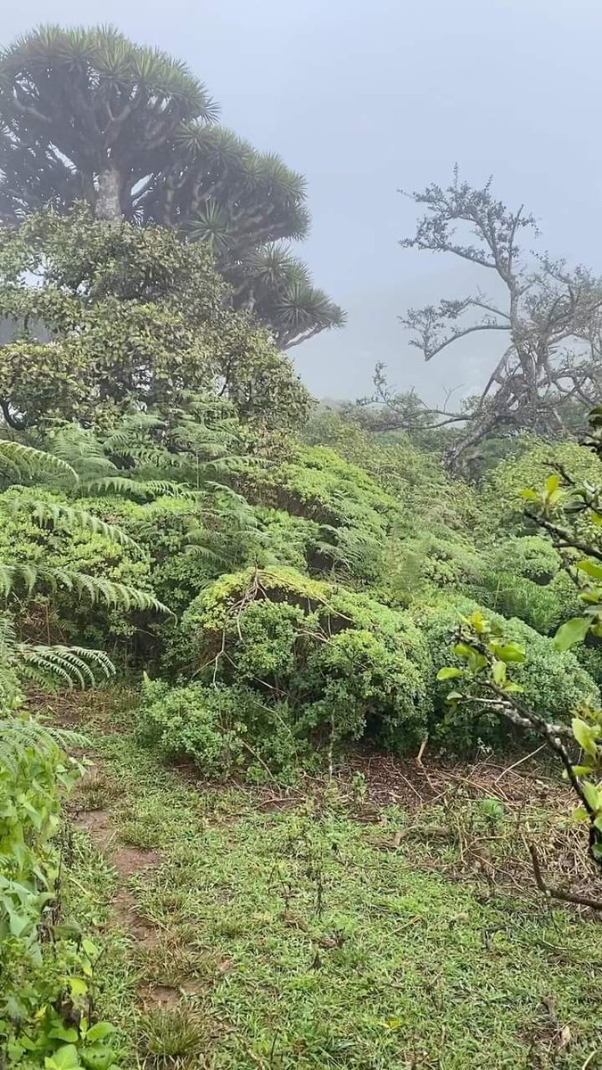 Aa702Ali's tweet photo. Chance to join us for a walk in the clouds? The view from this mist- View hilltop at Higher Mountain in Socotra island, overlooking the green woods and the is simply breathtaking.
https://t.co/meLzGab303 https://t.co/U1BlLzSHcx
