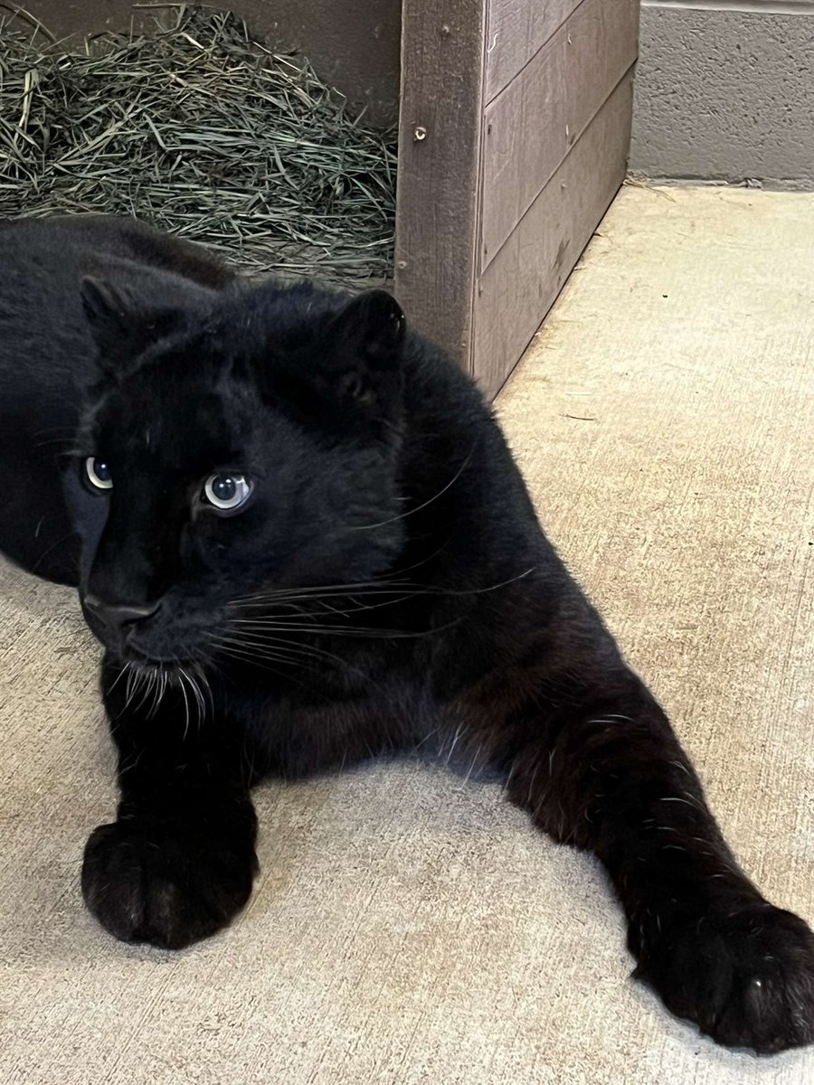 nashzoovet's tweet photo. Our new melanistic Amur leopard, Roza, will be having some dental work done tomorrow (Sunday, April 23)!  Come by the HCA Veterinary Center around 9:30 AM to watch and see our new member of the Nashville Zoo family! #hcaveterinarycenter #vetmed #nashvillezoo #amurleopard https://t.co/5EIozbkuaO