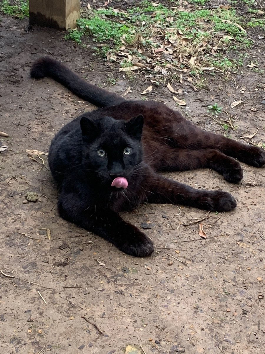 nashzoovet's tweet photo. Our new melanistic Amur leopard, Roza, will be having some dental work done tomorrow (Sunday, April 23)!  Come by the HCA Veterinary Center around 9:30 AM to watch and see our new member of the Nashville Zoo family! #hcaveterinarycenter #vetmed #nashvillezoo #amurleopard https://t.co/5EIozbkuaO