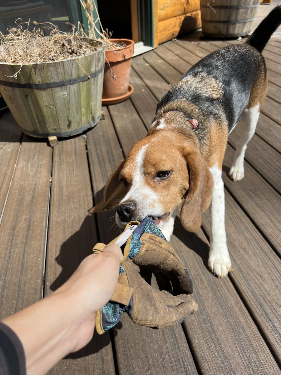 Celebrating #NationalBeagleDay with some hijinks!