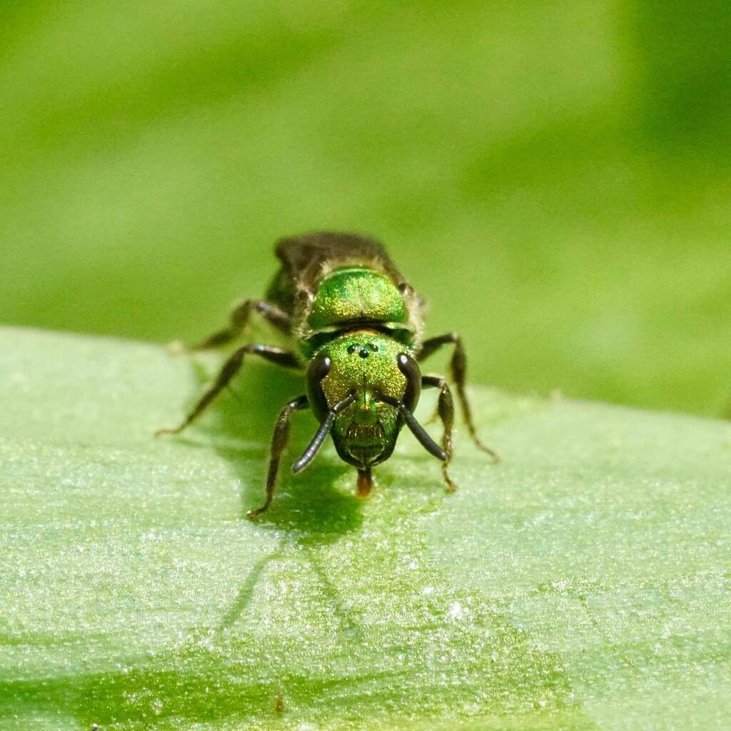 aschnebe's tweet photo. Greenies galore this week. Many licking some substance on leaves and even more hanging around nesting logs. https://t.co/qDCZx1dG3z https://t.co/Sga2o85iFS