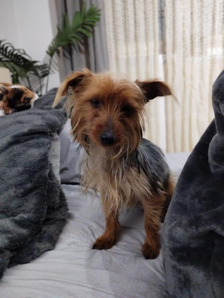 jagger es un yorkshire de 5/6 años, sociable y cariñoso, esta en Madrid y busca familia, pesa 5 kg, apto con perros y gatos tf 669066967