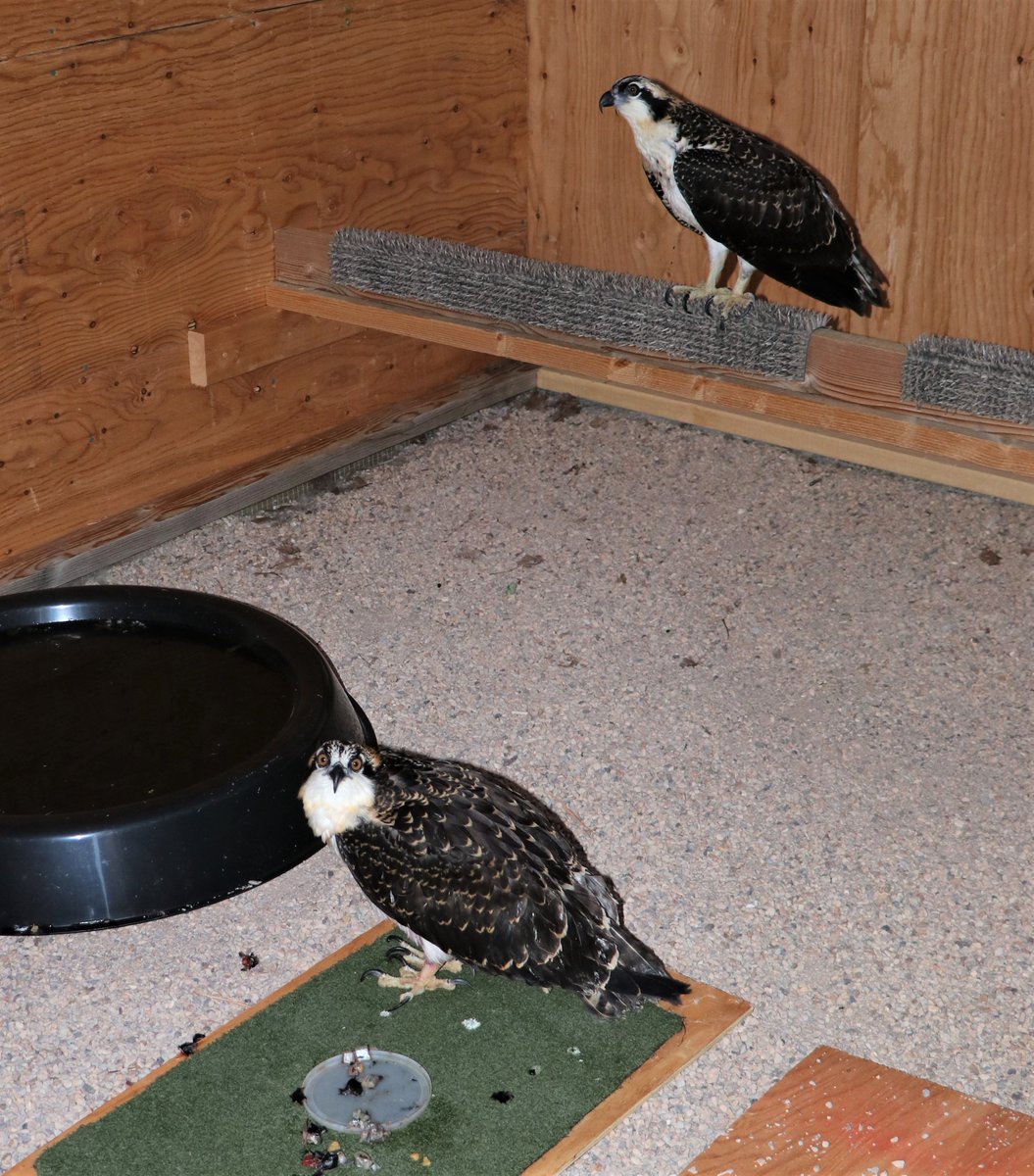 WRCNU's tweet photo. These orphaned Osprey youngsters were nestlings saved from high-water on Lake Powell. They were not releasable &amp; thankfully for WRCNU and its many partnerships across the nation they are now in their forever home at the @BronxZoo as Ed. Ambassadors. What if ... WRCNU was not ...? https://t.co/ZX228qCi1u