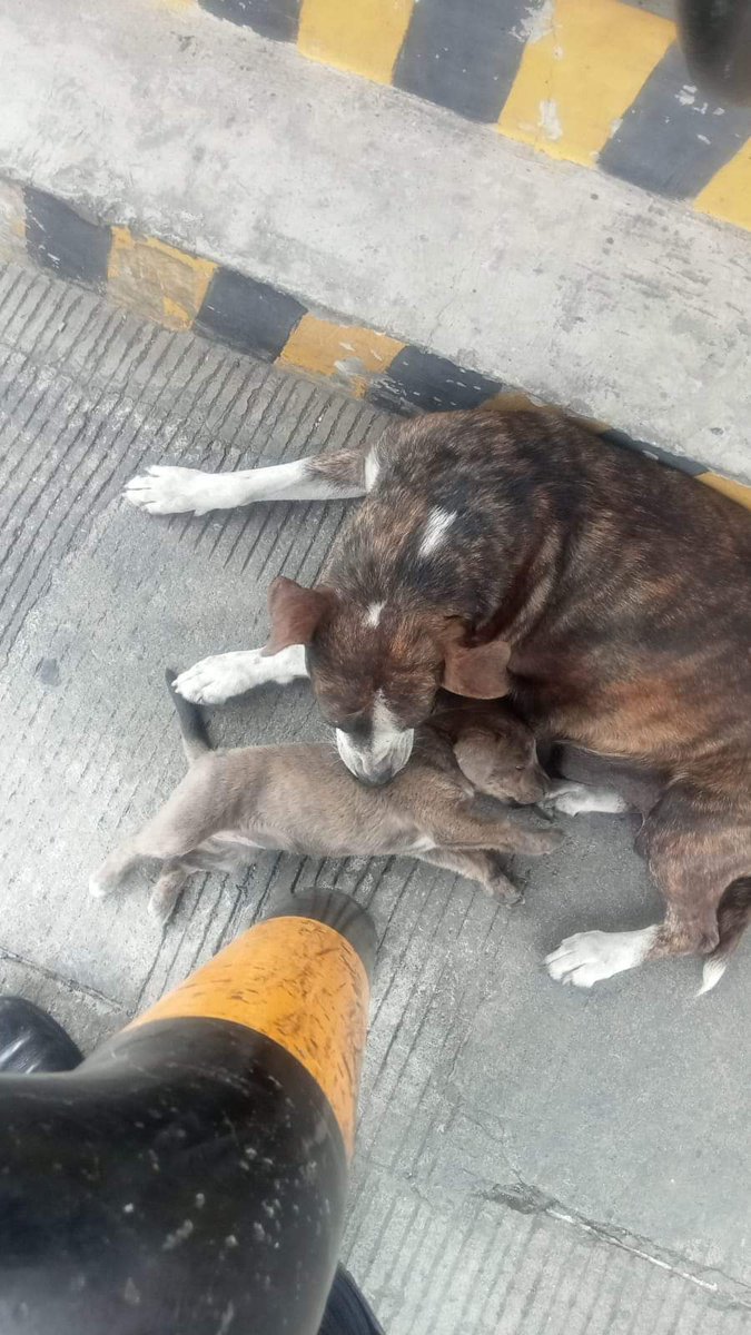 nydiacervera's tweet photo. #CDMX #NoAlMaltratoAnimal terrible #MaltratoAnimal #GustavoAMadero #Cetram #IndiosVerdes antirrabico aragon captura violentamente niega a rescatista y asesina a #Guerita perrita con bbs sin razón 🤬 #DenunciaCiudadana @Claudiashein @andreslajous @LaSEMOVI @FiscaliaCDMX @UCS_GCDMX https://t.co/wgxOfPEkyJ