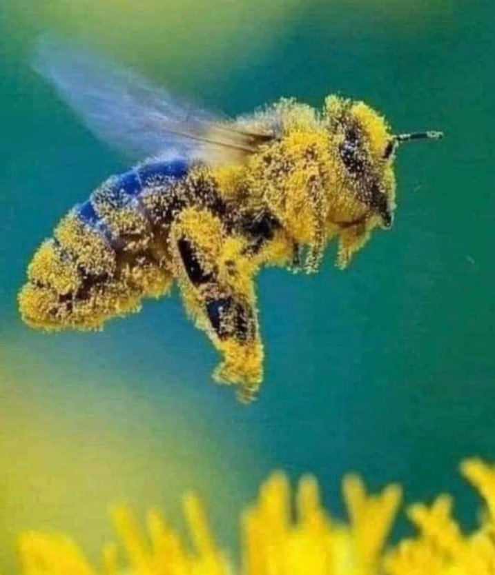 _Kolajna_'s tweet image. Suština života na Zemlji.  #pčele #bees