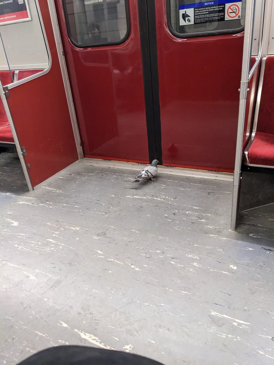 _K_E_L_S_O_N_'s tweet photo. Don't think he paid his fare.

@TTChelps 

#RideTheRocket https://t.co/NgtUEkW8j3