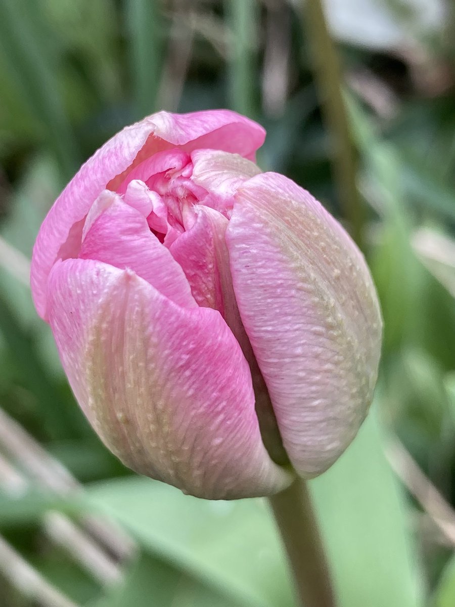 Concordmoose's tweet image. Things that are pink in the garden. #gardening #spring #naturespatterns