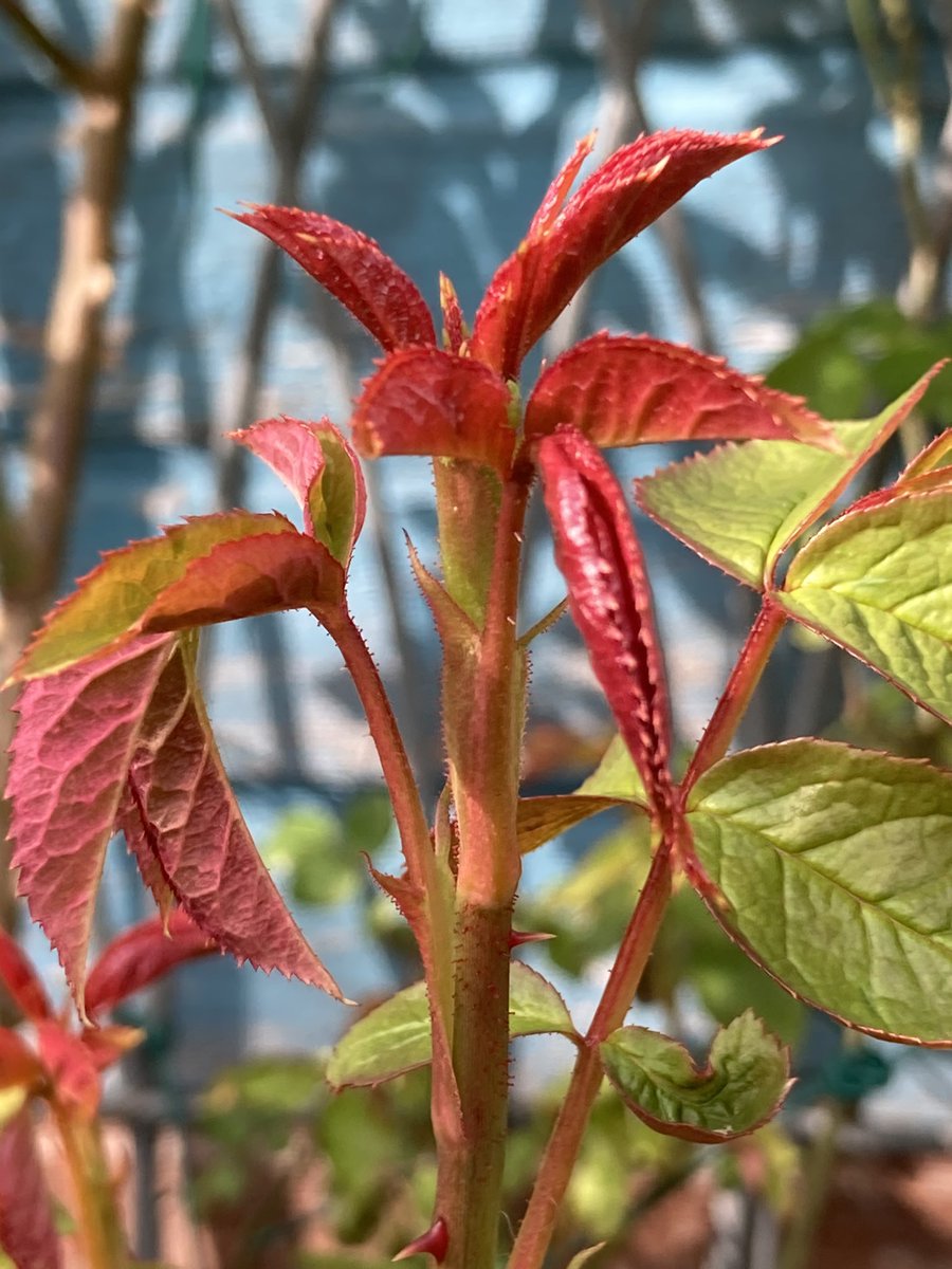 Concordmoose's tweet image. Things that are pink in the garden. #gardening #spring #naturespatterns