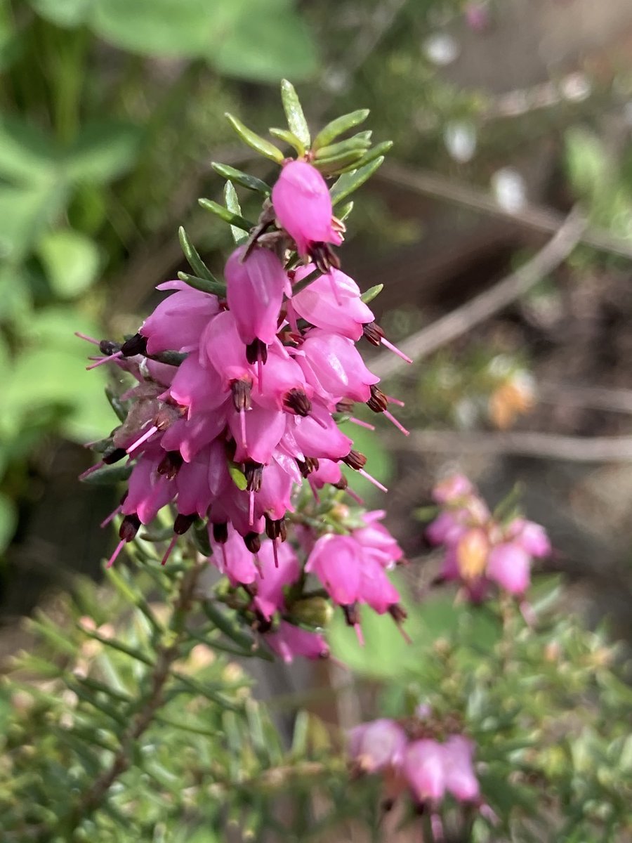 Concordmoose's tweet image. Things that are pink in the garden. #gardening #spring #naturespatterns