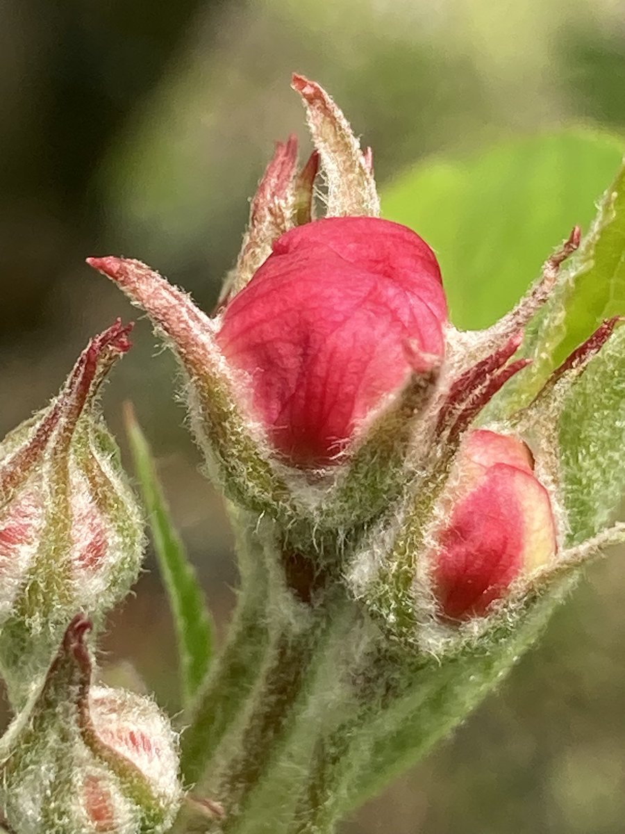 Concordmoose's tweet photo. Things that are totes amazeballs pink in the garden - do NOT remember this about our white apple blossom. Lovely. #gardening #trees #transformation #phases #naturespatterns https://t.co/B5atk2sKLD