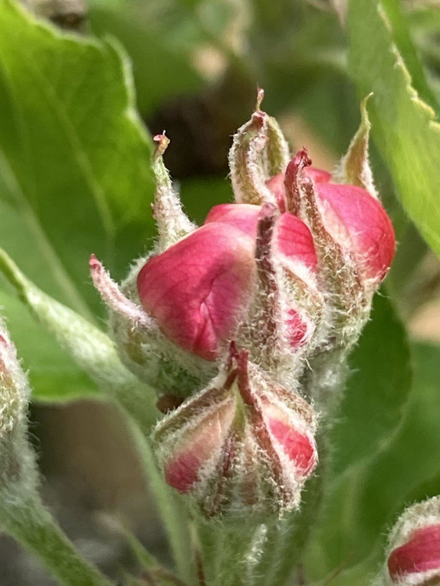 Concordmoose's tweet photo. Things that are totes amazeballs pink in the garden - do NOT remember this about our white apple blossom. Lovely. #gardening #trees #transformation #phases #naturespatterns https://t.co/B5atk2sKLD