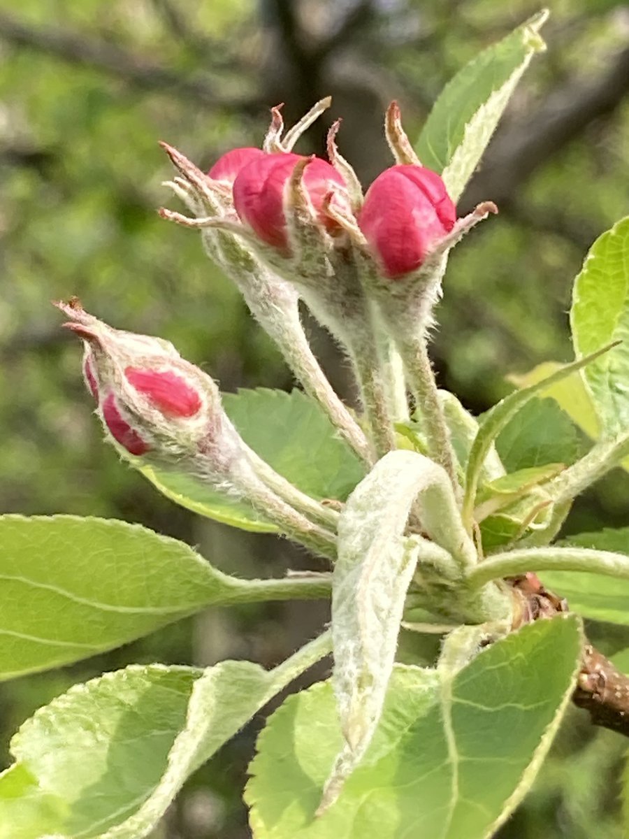 Concordmoose's tweet photo. Things that are totes amazeballs pink in the garden - do NOT remember this about our white apple blossom. Lovely. #gardening #trees #transformation #phases #naturespatterns https://t.co/B5atk2sKLD