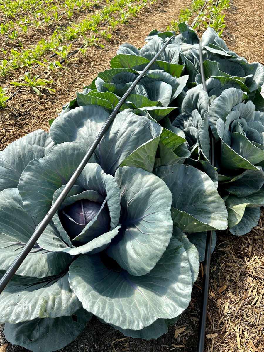 Happy Earth Day! Our students learn hands-on about the importance of working with the earth and fresh ingredients. Want to learn more about education and careers in the Culinary Arts? Reach out to us for more info: Augusta: 706-651-9707 Macon 478-471-4394 #EarthDay #gardening