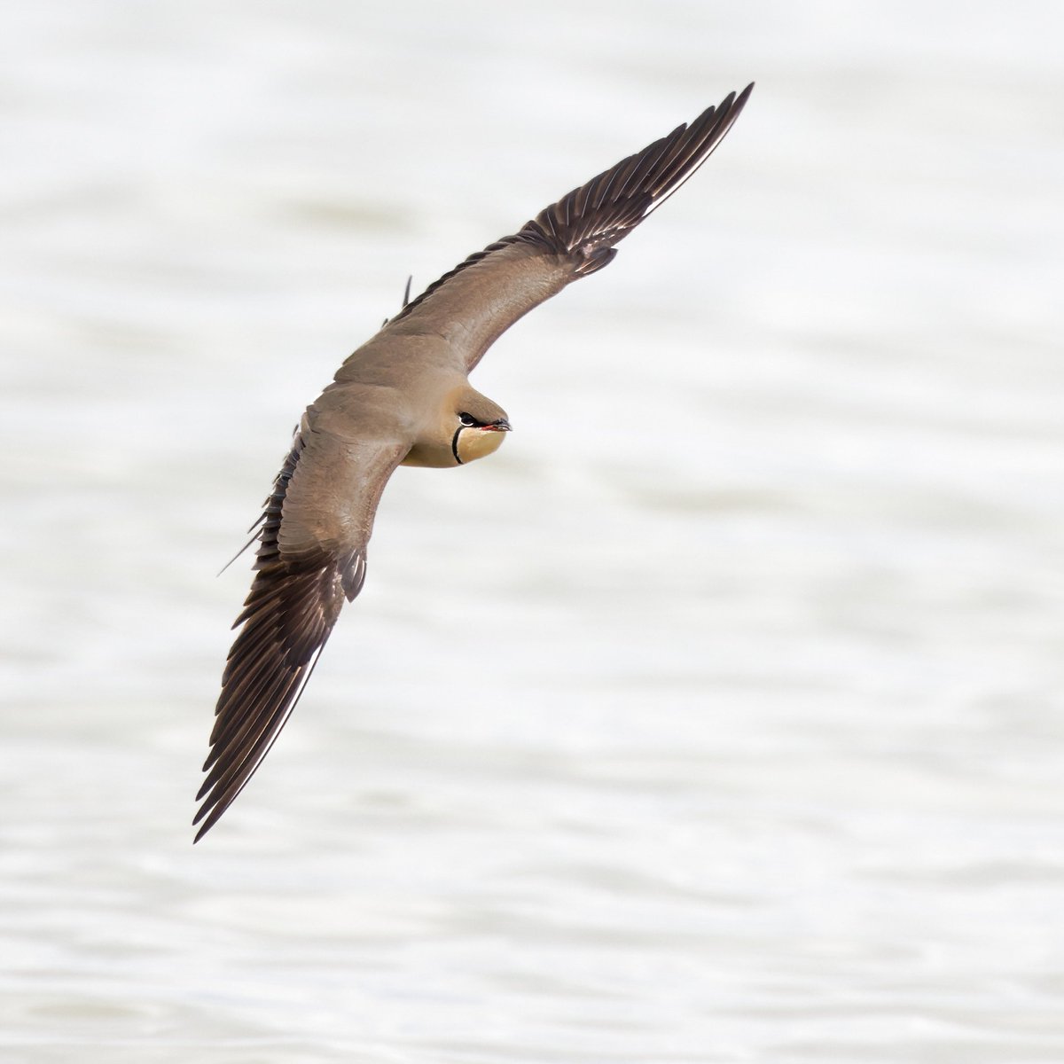 Bütün güzelliğiyle bataklık kırlangıcı…