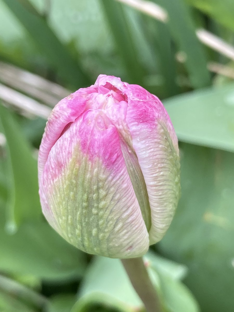 Concordmoose's tweet image. Things that are textured in the garden. #gardening #naturespatterns #drawingwithyoureyes