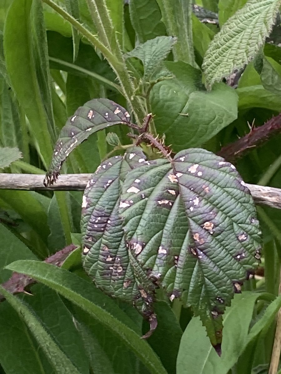 Concordmoose's tweet image. Things that are textured in the garden. #gardening #naturespatterns #drawingwithyoureyes