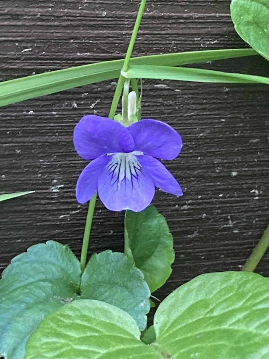 Concordmoose's tweet image. Things that are textured in the garden. #gardening #naturespatterns #drawingwithyoureyes