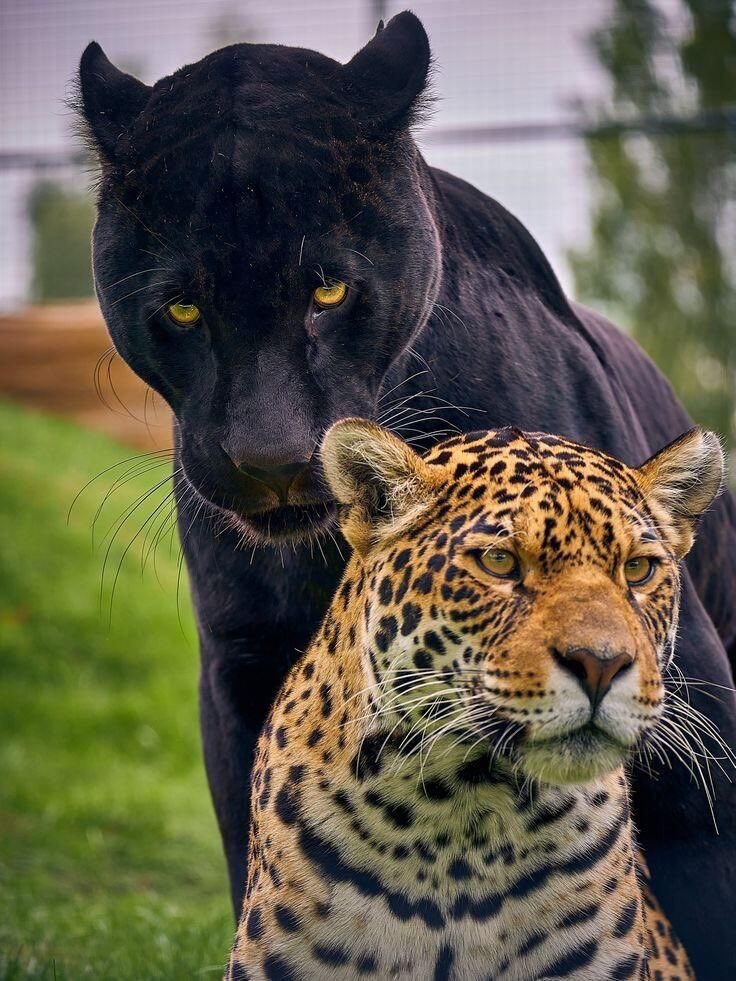 Blest ♰ Boys (@blestboys) on Twitter photo 